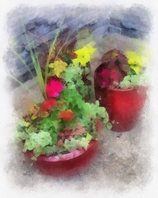A waterrcolor created from a photo a friend sent of her gorgeous container garden.