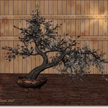 cherry-bonsai-gingezel.jpg