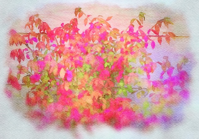 A watercolor sketch of a pretty autumn bush.