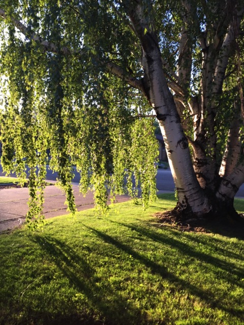 Birch tree in summer.