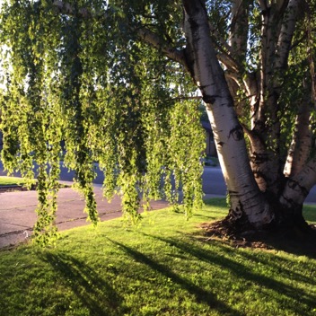 Birch in summer 2018 gingezel web.jpg