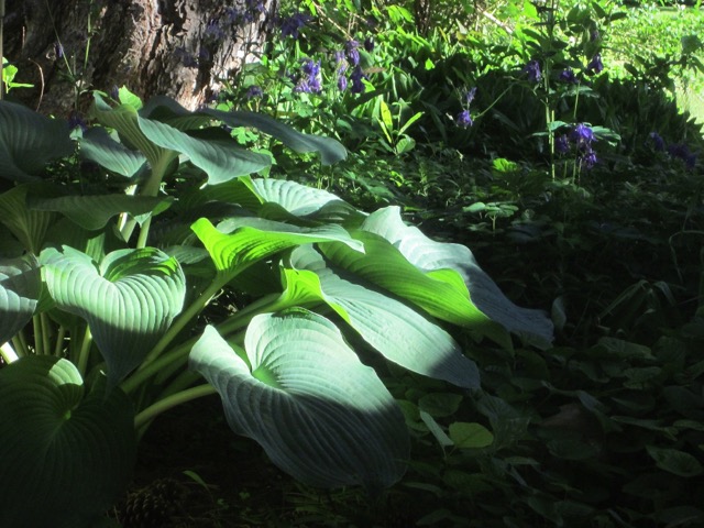A magnificent hosta!