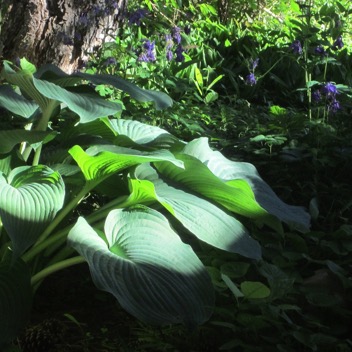 Hosta photo gingezel web.jpg