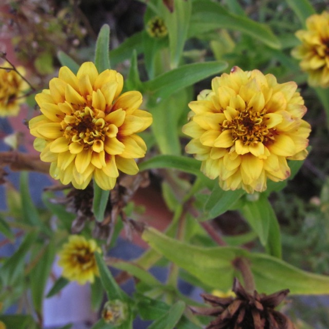 Yellow marigolds.