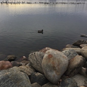 Mallard at Henderson Lake Gingezel web2.jpg