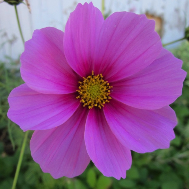 This gorgeous pink flower is probably a cosmos.